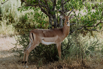 Male Impala bock standing in the shade