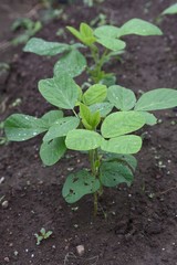 Green soybeans cultivation / Green soybeans salt boiled is very good for beer snacks.