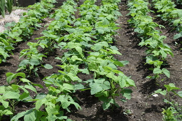 Green soybeans cultivation / Green soybeans salt boiled is very good for beer snacks.
