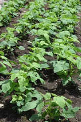 Green soybeans cultivation / Green soybeans salt boiled is very good for beer snacks.