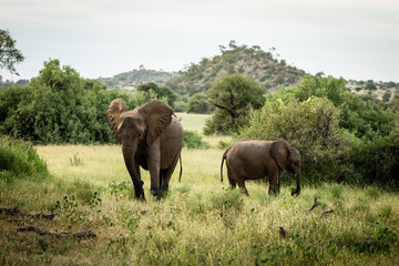 Obraz premium African elephant mom with baby feeding in africa