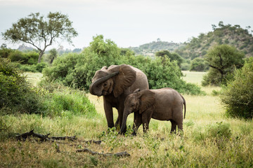 Fototapeta premium African elephant mom with baby tusk up high throwing dust