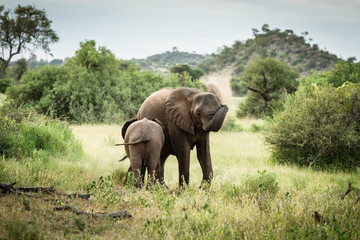 Fototapeta na wymiar African elephant mom with baby throwing dust