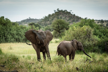 African elephant mom with baby throwing dust