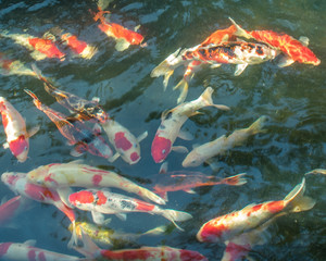 kawarimono fish fish lagoon