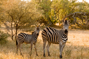 Fototapeta na wymiar Zebra with foal in the african savannah