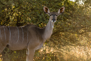 Female Kudu looking at the camera in the savannah africa