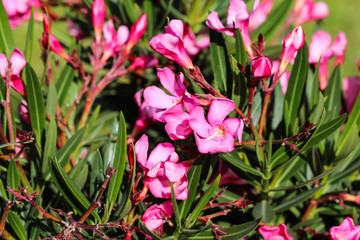 Nerium oleander flower, most commonly known as nerium or oleander, blooming in spring in the garden