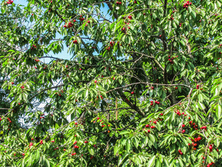 red cherry on the tree