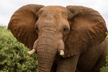 Fototapeta na wymiar Wild elephant bull in the african bush while on safari