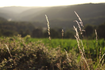 Fototapeta premium Feld im Sommer