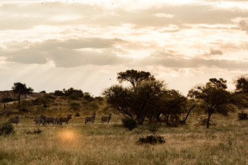 Antelopes during sundown in the savannah of africa
