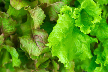 fresh purple lettuce close-up background texture