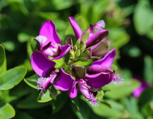 Fototapeta premium beautiful Polygala myrtifolia or the myrtle-leaf milkwort flower, blooming in spring in the garden