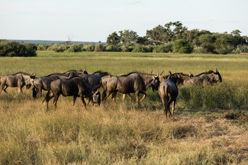 Blue Wildebeest herd standing together in the Bushveld