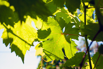 Green grapes. branches and leaves