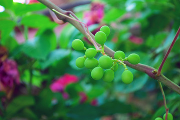 Green grapes. branches and leaves