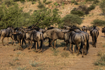 Naklejka na ściany i meble Blue Wildebeest herd in South Africa