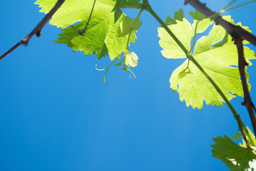 Green grapes. branches and leaves