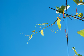 Green grapes. branches and leaves