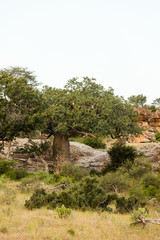 Fototapeta premium Baobab tree with green leaves in africa