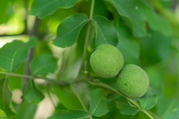 Green walnuts on a tree.