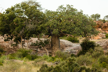 Baobab tree in Africa