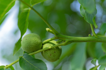 Green walnuts on a tree.