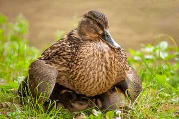 Ducklings sleeping under mother duck
