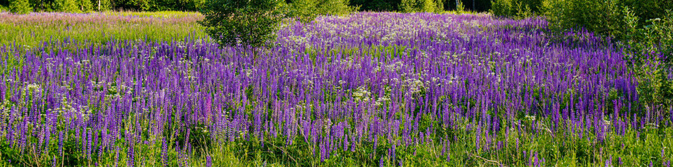 Naklejka premium Panorama of the field with blooming lupins. In addition to the beauty and benefits for the soil, this plant is used in medicine and cooking