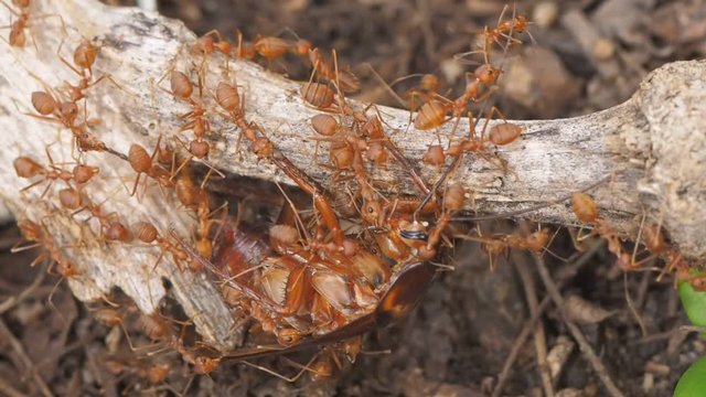 Vdo. Clip Weaver ants or green ants (Oecophylla) hunting a cockroach, a group of green ants taking a cockroach on dry branch to the nest.