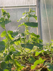 Cucumber seedlings in the garden in a polycarbonate greenhouse. The plant rejoices at the coming morning and bright sunshine