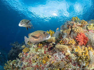 Naklejka na ściany i meble Sealife Tubbataha Reef (Philippines)