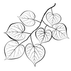 The image of a linden branch with leaves