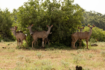 Naklejka na ściany i meble Female Kudu in the african bush 