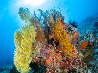 Naklejka na ściany i meble Sealife Tubbataha Reef (Philippines)