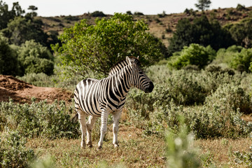 Plains Zebra in the african bush