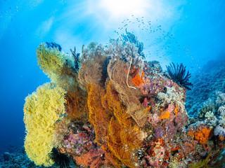 Fototapeta na wymiar Sealife Tubbataha Reef (Philippines)