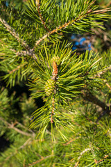 Naklejka na ściany i meble Small pinecones growing on the branch of a pine