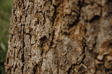 bark of a tree in africa