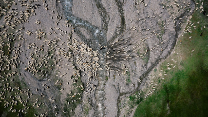 Aerial view of large flock of sheep grazing on green field in mountains of Georgia.