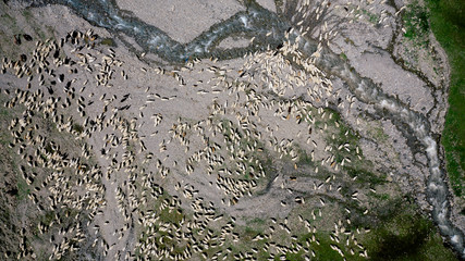 Aerial view of large flock of sheep grazing on green field in mountains of Georgia.