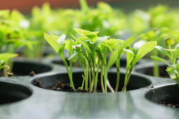 Young green sprout plant of chili in plantation.