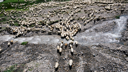 Aerial view of large flock of sheep grazing in the field near mountainous river in Georgia