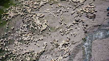 Aerial view of large flock of sheep grazing on green field in mountains of Georgia.