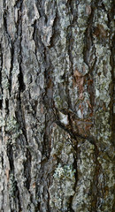Tree barkTexture Background Pattern. Relief texture of the brown bark of a tree with moss on it. Vertical photo