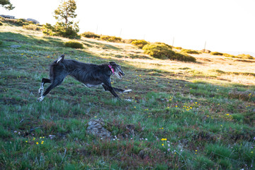 Black greyhound running in the meadow