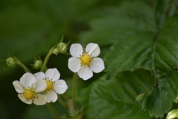Blühende Wald-Erdbeere (Fragaria vesca)