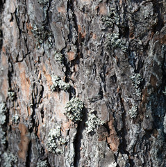 Tree barkTexture Background Pattern. Relief texture of the brown bark of a tree with moss on it. Square photo