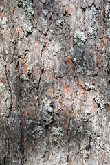 Tree bark Texture Background Pattern. Relief texture of the brown bark of a tree with moss on it. Vertical photo